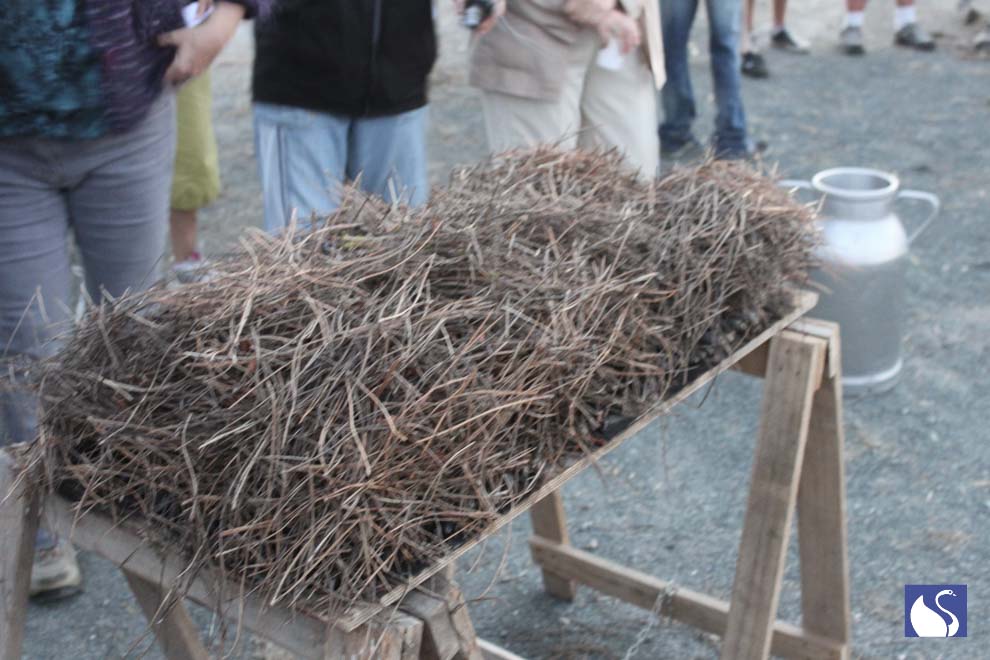 Brindille pour mettre le feu à l&apos;éclade de moule